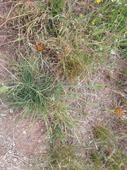 Tragopogon crocifolius