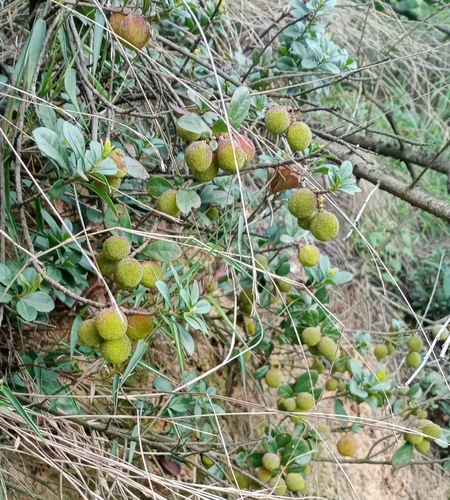 Morella nana