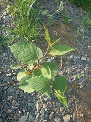 Reynoutria × bohemica