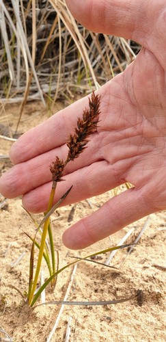 Sandhill Sword-sedge (Lepidosperma concavum)