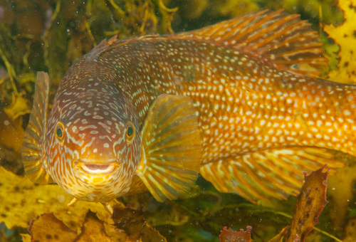 Herring cale (Olisthops cyanomelas) — Odacidae — 3