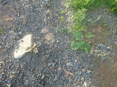 Reynoutria × bohemica