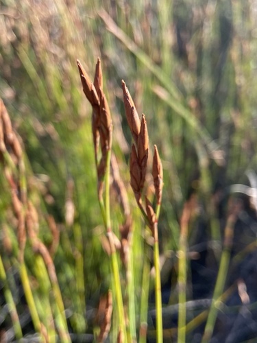 Glitter Jumblereed (Restio micans)