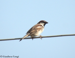 Passer hispaniolensis hispaniolensis