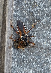 Rhynocoris punctiventris