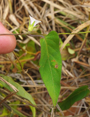 Ipomoea gracilisepala