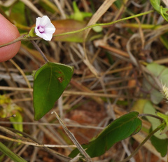 Ipomoea gracilisepala