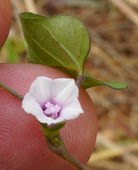 Ipomoea gracilisepala