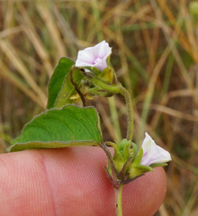 Ipomoea gracilisepala