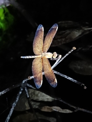 Neurothemis terminata