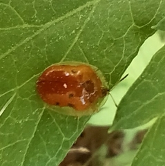 Charidotella sexpunctata