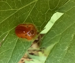 Charidotella sexpunctata