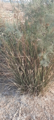 Juncus maritimus