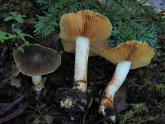 Cortinarius clandestinus