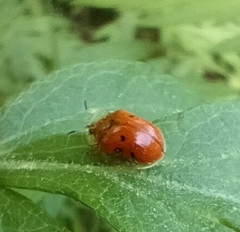 Charidotella sexpunctata