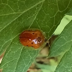 Charidotella sexpunctata