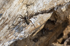 Pardosa saltans
