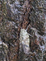 Platypleura kaempferi