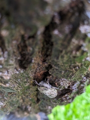 Platypleura kaempferi