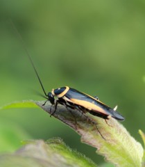 Hemithyrsocera vittata