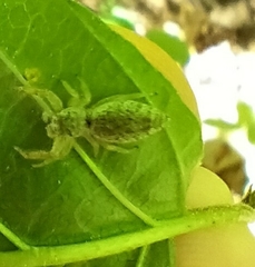 Hentzia mitrata