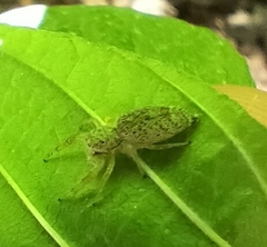 Hentzia mitrata