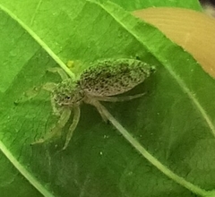 Hentzia mitrata