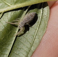 Hentzia mitrata