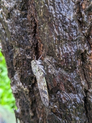 Platypleura kaempferi