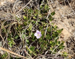 Ruellia pilosa