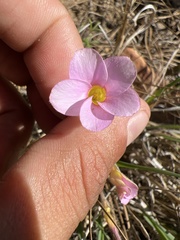 Oxalis falcatula