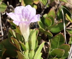 Ruellia pilosa
