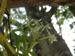 Epidendrum chlorocorymbos