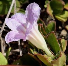 Ruellia pilosa