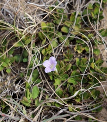 Ruellia pilosa
