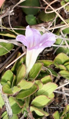 Ruellia pilosa