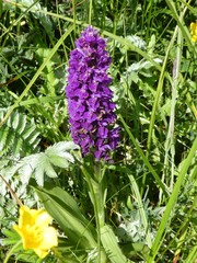 Dactylorhiza purpurella