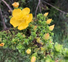 Hypericum laricifolium