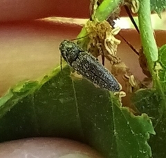 Elateridae