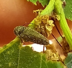 Elateridae