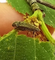 Elateridae