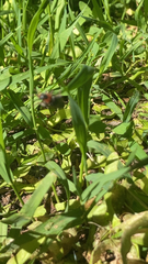 Cantharis rustica