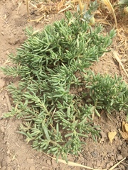 Nitrophila occidentalis