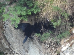 Corvus corax