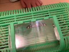 Bocchoris inspersalis