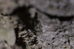 Nimbopsocus australis
