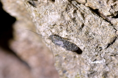 Nimbopsocus australis