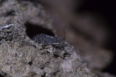 Nimbopsocus australis
