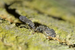 Nimbopsocus australis