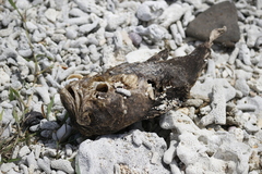 Lophiiformes